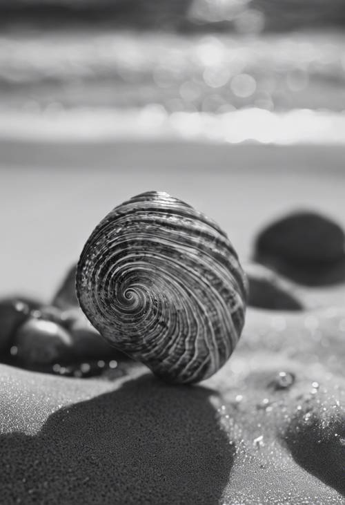 A black and white picture showing the intricate details of a seashell found in the tropics.