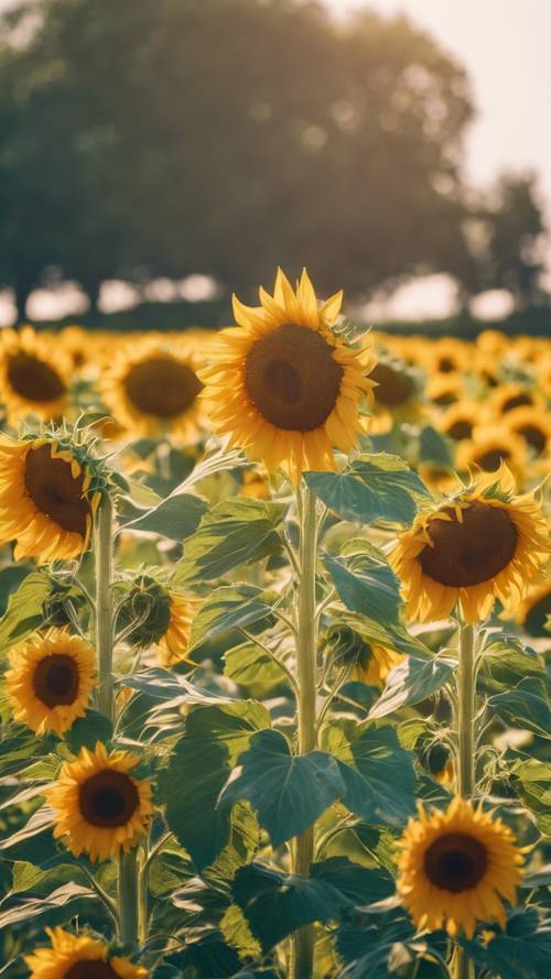 A bright sunny day in the French country with a field of blooming sunflowers and a clear blue sky.