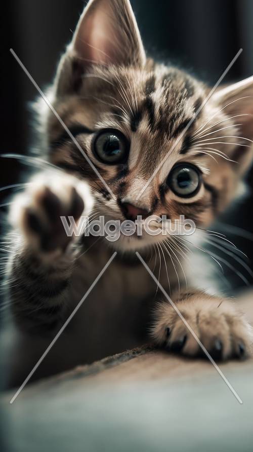 חתלתול חמוד מושיט יד