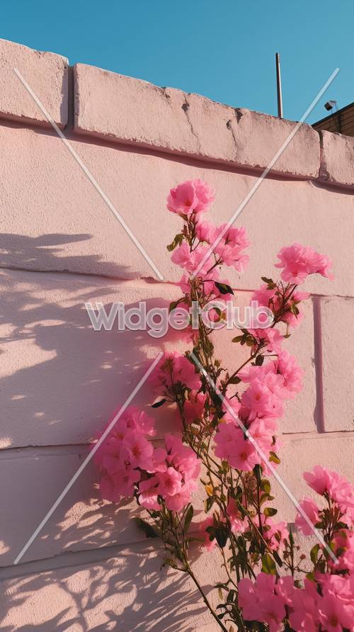 粉色花朵爬上阳光明媚的墙壁