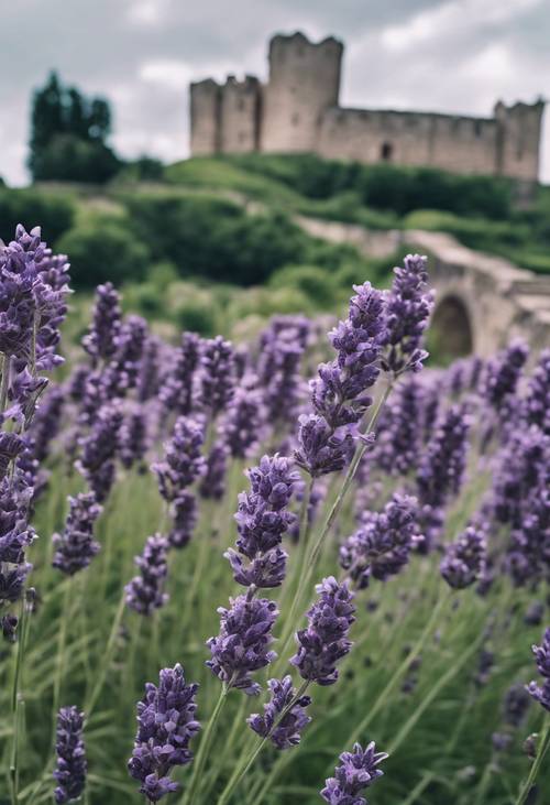 Tanaman lavender mekar penuh, dengan latar belakang kastil batu di bawah langit mendung.