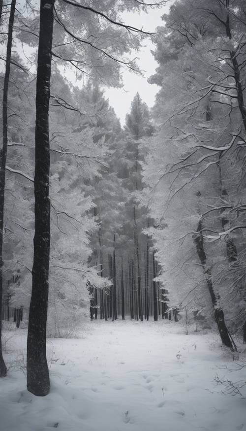 짙은 회색 저녁 하늘을 배경으로 새하얀 나무가 있는 미니멀한 눈 덮인 숲입니다.
