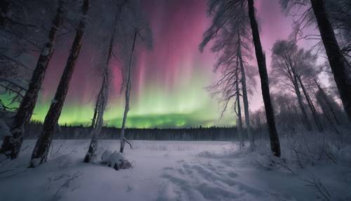 겨울의 고요한 스칸디나비아 숲 위로 신비로운 빛을 발하는 북극광.