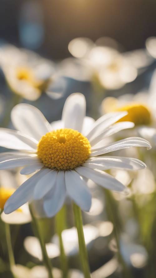 ดอกเดซี่ดอกเดียวที่มีสีเหลืองสดใสอยู่ตรงกลางและกลีบดอกสีขาวในยามเช้าที่มีแสงแดดส่องถึง