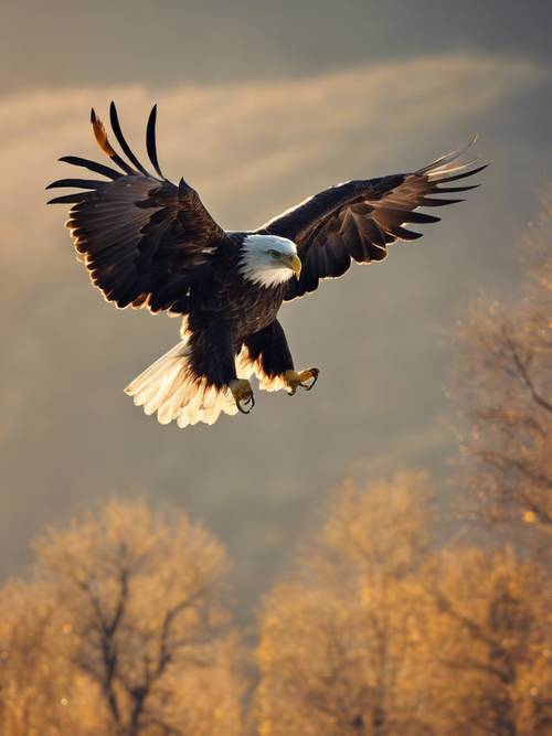 Seekor elang botak muda belajar terbang tinggi di langit pagi yang cerah. Wallpaper [15b5cce9b72942029cc5]