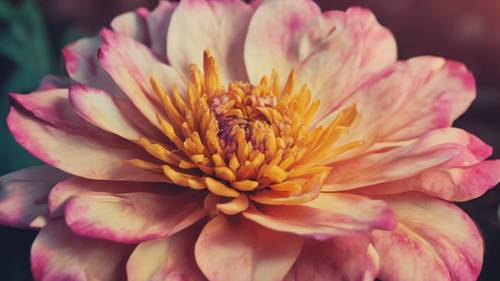 La hermosa flor híbrida con pétalos que gradualmente se desvanecen desde un rosa intenso hasta un amarillo cálido.