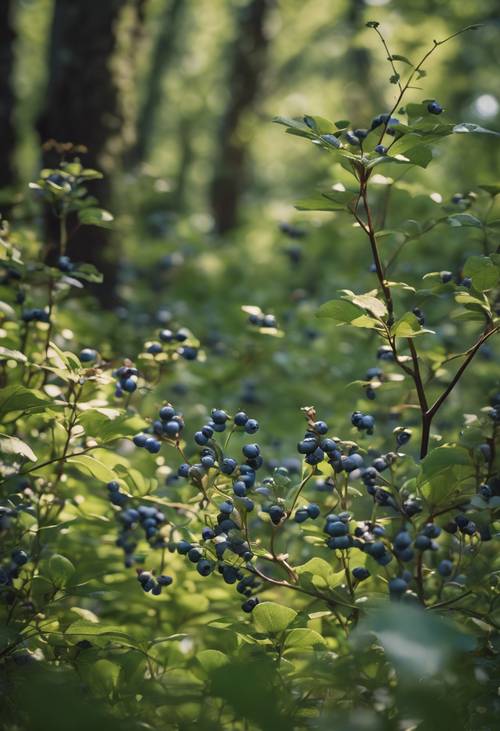 Lanskap hutan yang menampilkan semak blueberry liar.