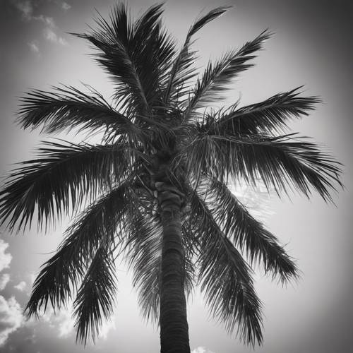 A vintage-style monochrome photograph of a towering palm tree. Tapeta [9b87ec30f1634c38b06b]