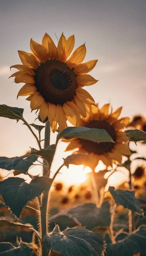 زهرة عباد الشمس ذات اللون البني الفاتح في إزهار كامل، يمكن رؤيتها من زاوية منخفضة مقابل سماء الفجر.