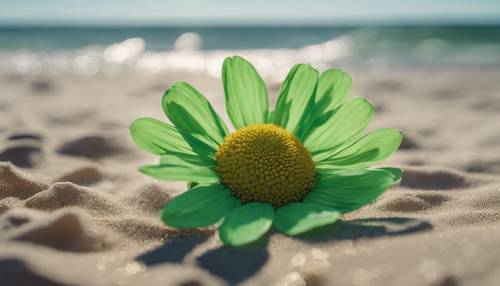 Uma margarida verde com pétalas invulgarmente grandes balançando ao vento numa praia tranquila.