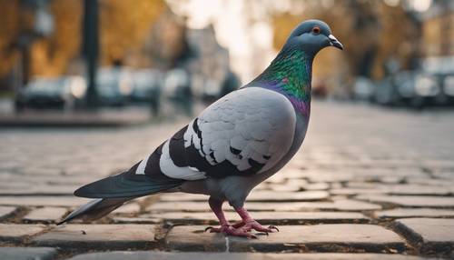 下午，一隻光滑、灰色、豐滿的鴿子在城市公園散步。
