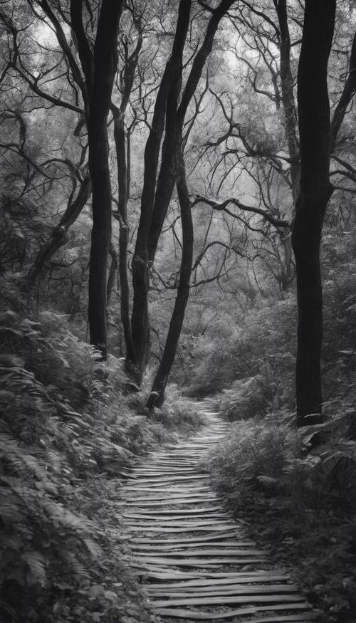 ภาพขาวดำของทางเดินในป่าที่มีต้นไม้และพืชล้อมรอบ