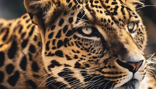 Uma estampa de leopardo vibrante, de alto contraste, bege e preta.