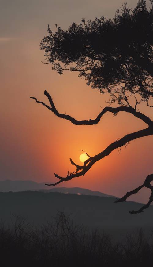 Ein orangefarbener Sonnenuntergang, gesehen von der schwarzen Silhouette eines einsamen Baums auf einem Hügel.