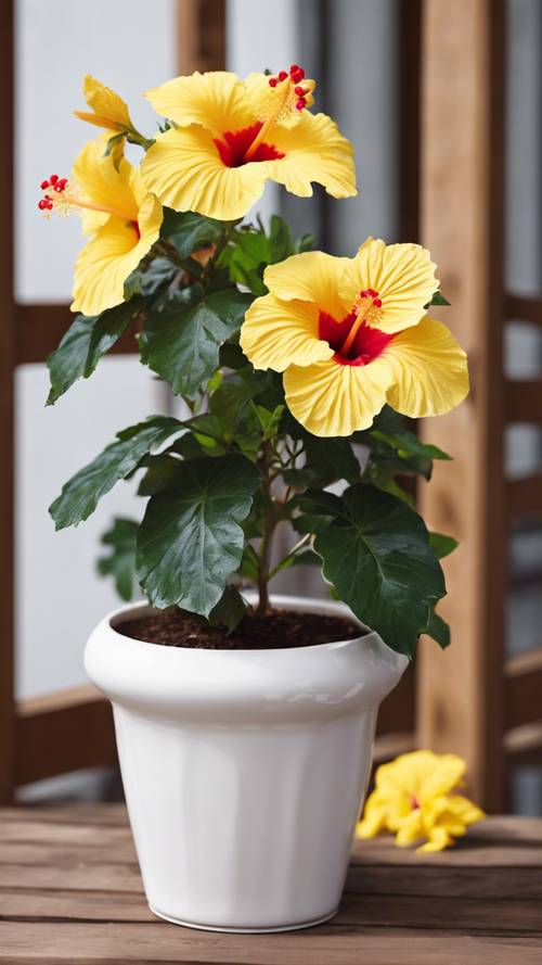 A cheerful yellow hibiscus plant in a white ceramic pot on a wooden porch.
