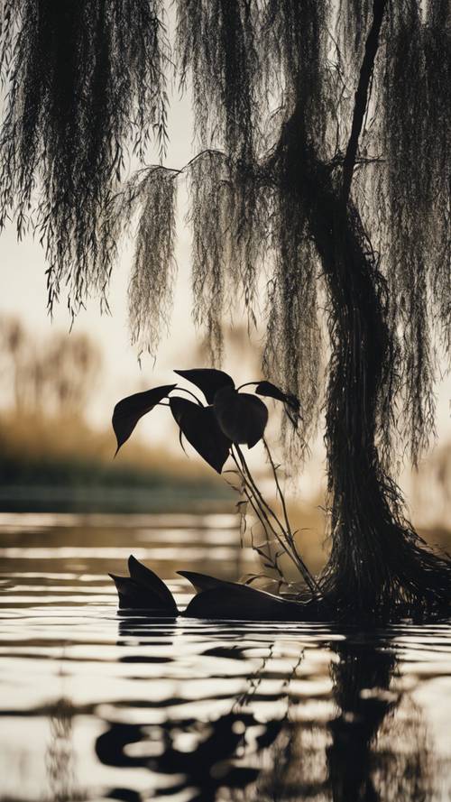 A sublime perspective of a black lily floating on quiet water under a silhouetted willow.
