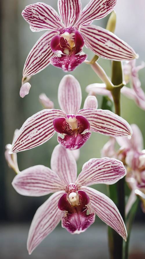 A delicate pink and white striped orchid newly opened in spring.