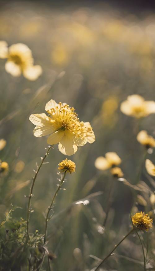 夏の風に揺れる淡い黄色の野の花