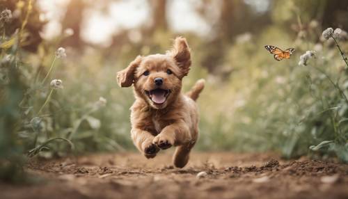 Маленький очаровательный светло-коричневый щенок гоняется за бабочкой в ​​парке.