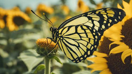 Canlı bir ayçiçeğinin üzerinde dinlenen yeşil ve sarı bir kelebeğin detayı.