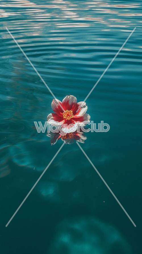 Flor flotante roja y blanca sobre agua azul