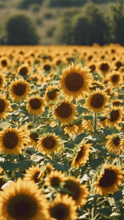 Ladang yang penuh dengan bunga matahari yang mekar di hari yang cerah.