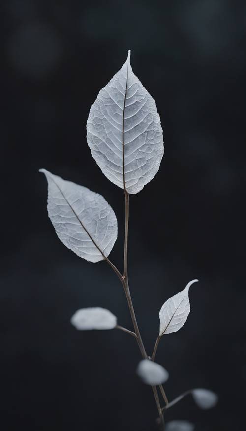 A crisp, white leaf, ascending gently against a dark, black sky