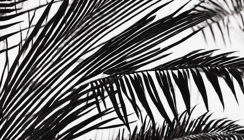 Arte abstrata de uma folha de palmeira preta com seus padrões interessantes.
