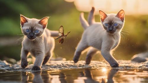 Una coppia di gattini tonkinesi insegue scherzosamente una libellula su un torrente scintillante mentre il sole tramonta.