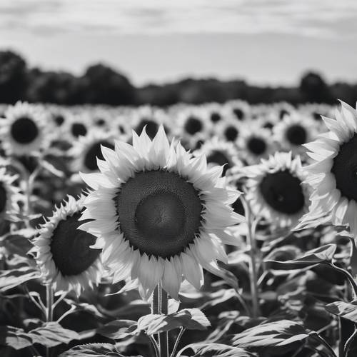 Panoramic black and white scene of a large sunflower field, swayed gently by a passing wind.