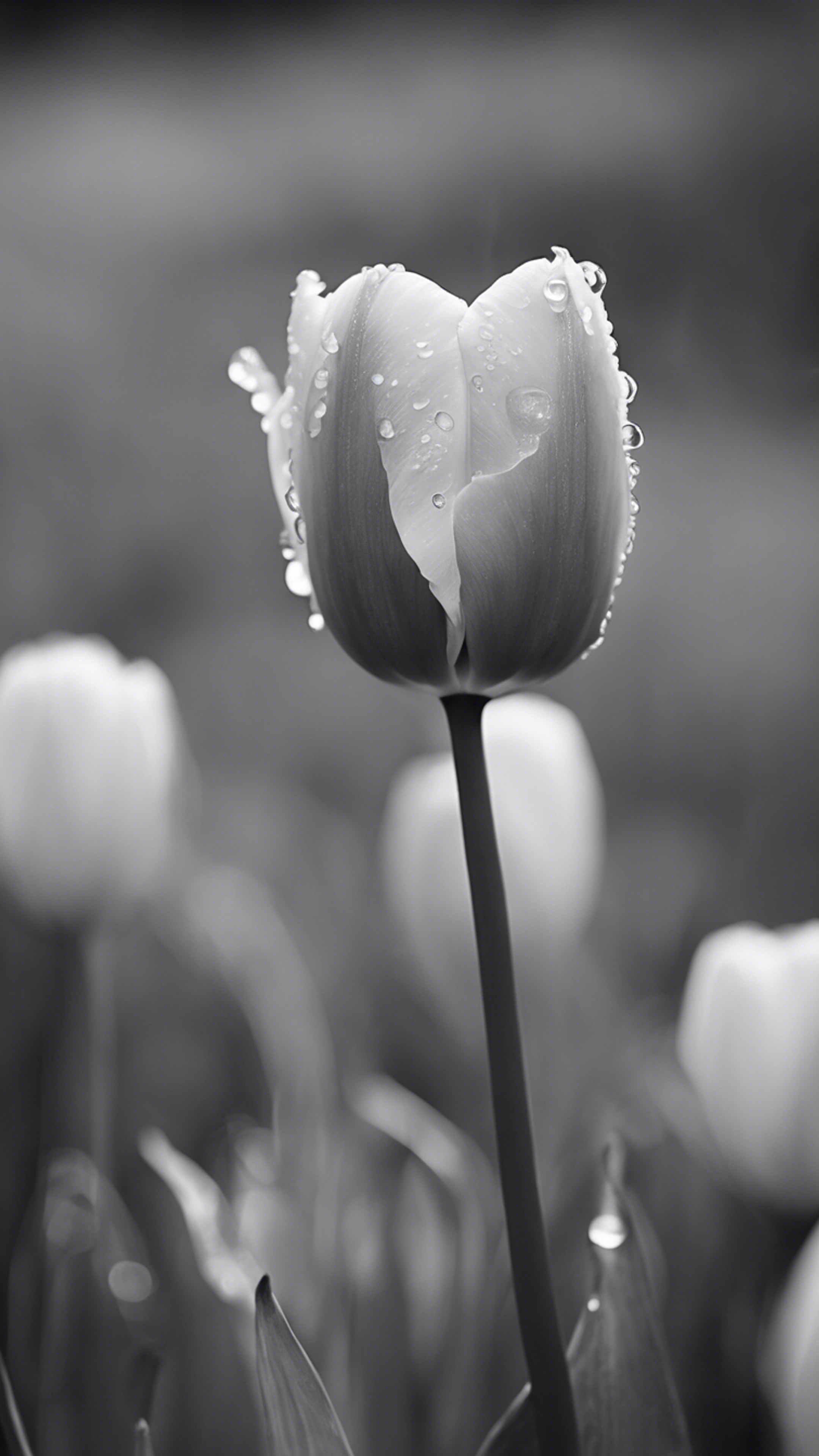 A black-and-white photograph of a tulip in full bloom in the rain. Tapet[646ce87a121a4320b6e6]