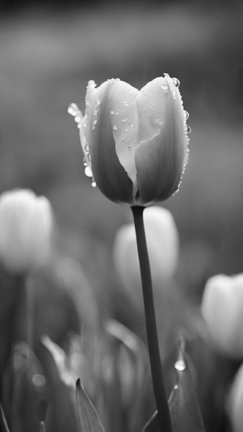A black-and-white photograph of a tulip in full bloom in the rain.