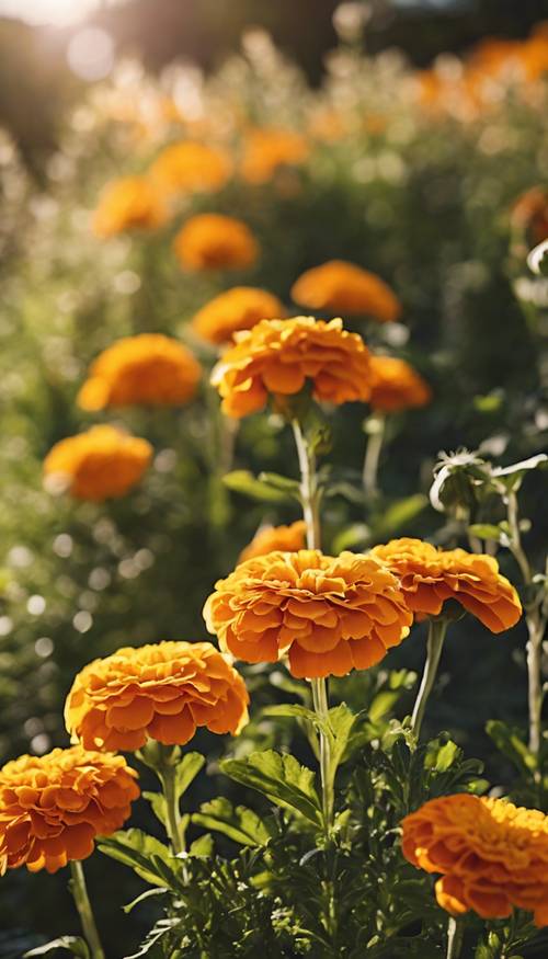 A row of cheerful marigolds beaming in the morning sunlight.