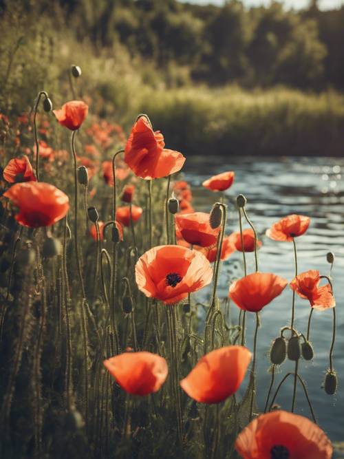 A series of poppy flowers floating along a peaceful river.