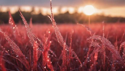 Поле с красной травой, покрытое росой, под лучами раннего утреннего солнца.