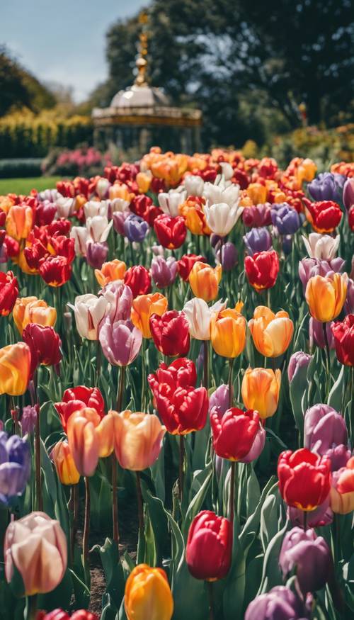 Taman bergaya Victoria yang menampilkan bunga tulip beraneka warna yang flamboyan di bawah langit biru cerah.