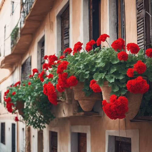 Czerwone pelargonie wiszące na balkonie w śródziemnomorskim miasteczku
