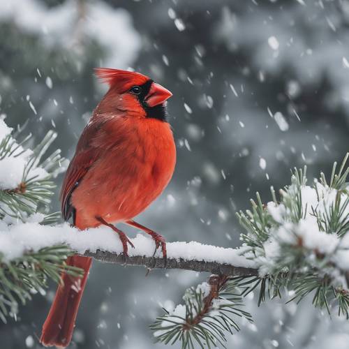 Um cardeal vibrante empoleirado num galho de pinheiro coberto de neve.