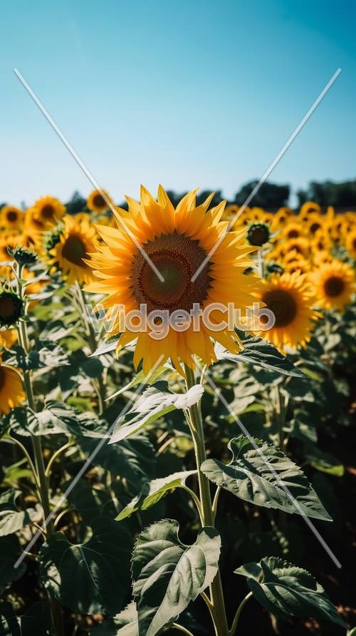 Helles und fröhliches Sonnenblumenfeld