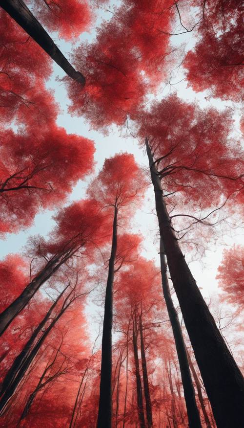 Serena foresta rossa con alberi ad alto fusto che toccano il cielo, foglie che cadono dolcemente