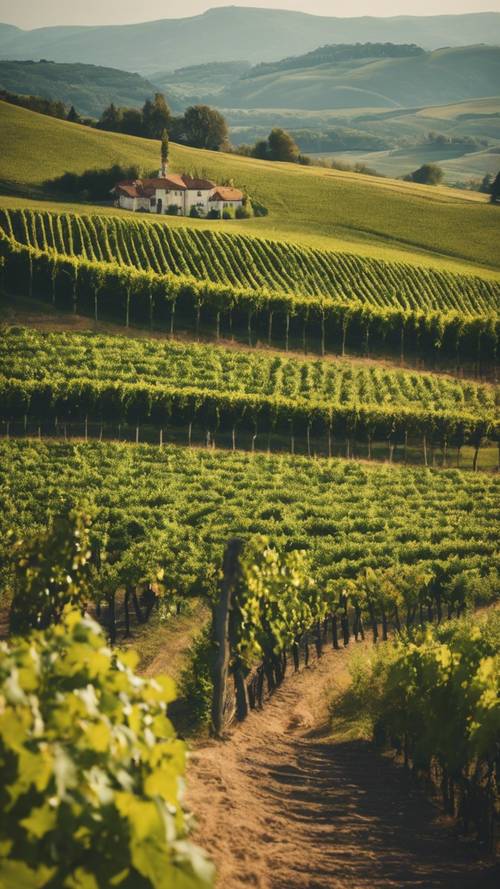 A landscape shot of a hilly vineyard on a warm sunny day. Tapeta [80e96c5682e04fa7a6db]