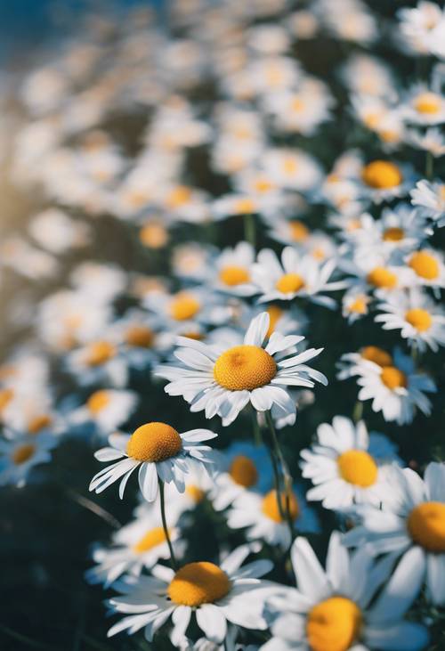 一群野生白色雛菊，花瓣呈藍色，沐浴在陽光下 牆紙 [cff17cdc46dc41899cb0]