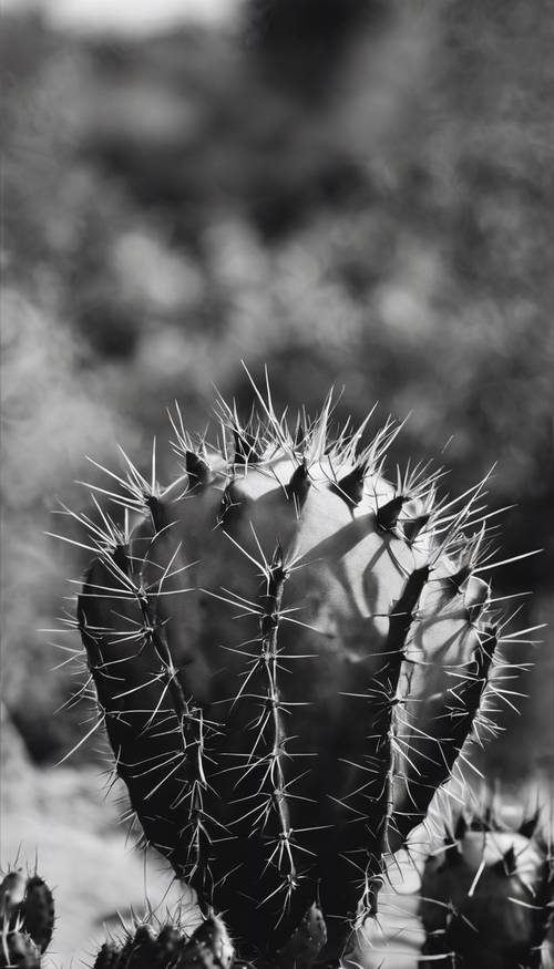 A high-contrast, black and white nature study of a prickly pear cactus.