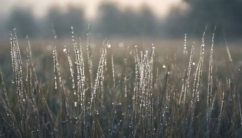 Una pianura grigia e nebbiosa nella luce del primo mattino, gocce di rugiada attaccate ad ogni filo d&#39;erba.