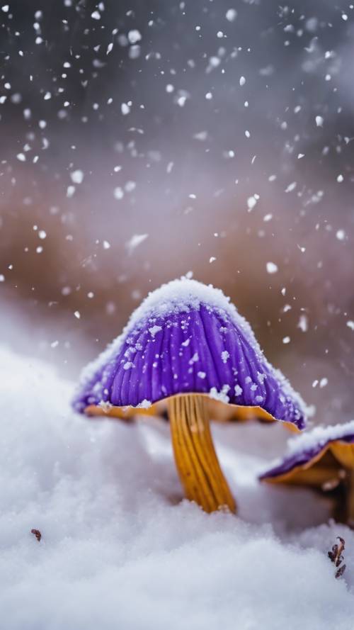 Una vibrante flor de Cantharellus de color púrpura atravesando un manto de nieve recién caída.