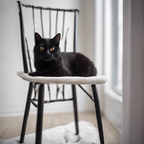 Con mèo đen ngồi trên chiếc ghế tối giản màu trắng.