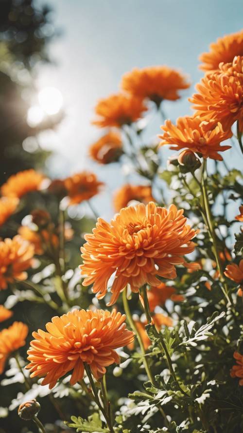 Ярко-оранжевые хризантемы цветут под солнечным небом.