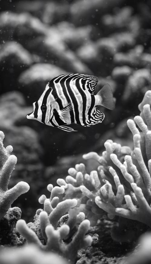 Black and white striped marine fish swimming amidst coral reefs.