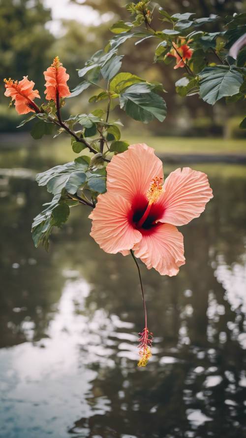 An elegant hibiscus tree in full bloom by the edge of a tranquil pond.