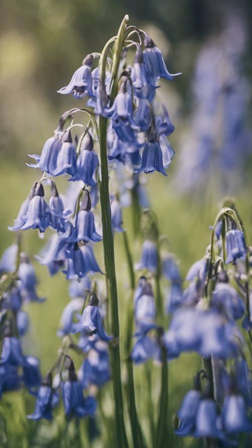Tamamen çiçek açmış bir grup bluebell&#39;in vintage bir botanik illüstrasyonu.